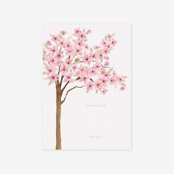 Zarte Kirschblüte